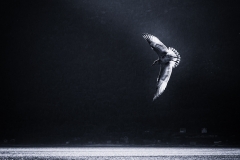 ANGRY SEA GULL